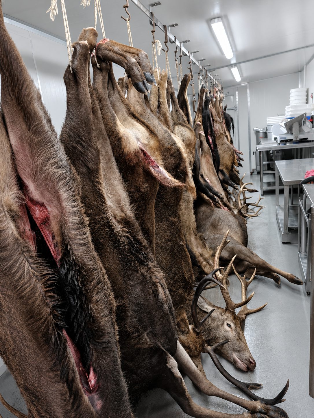 Deer carcasses hanging in the chiller, ready for processing.